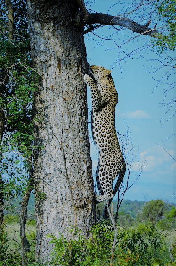 leopard climbing
