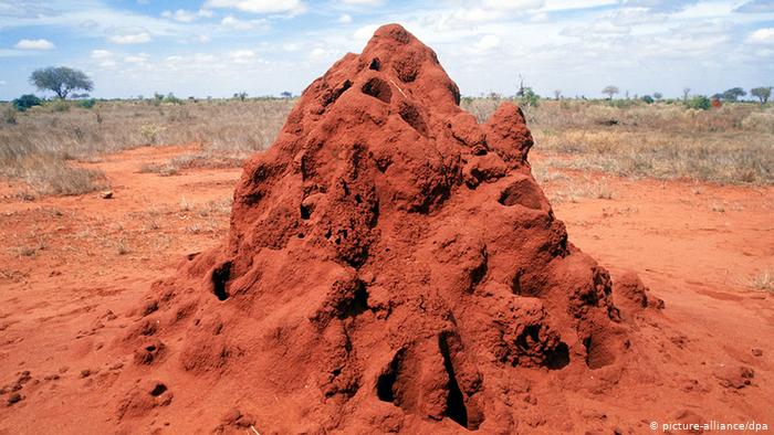 termitehill